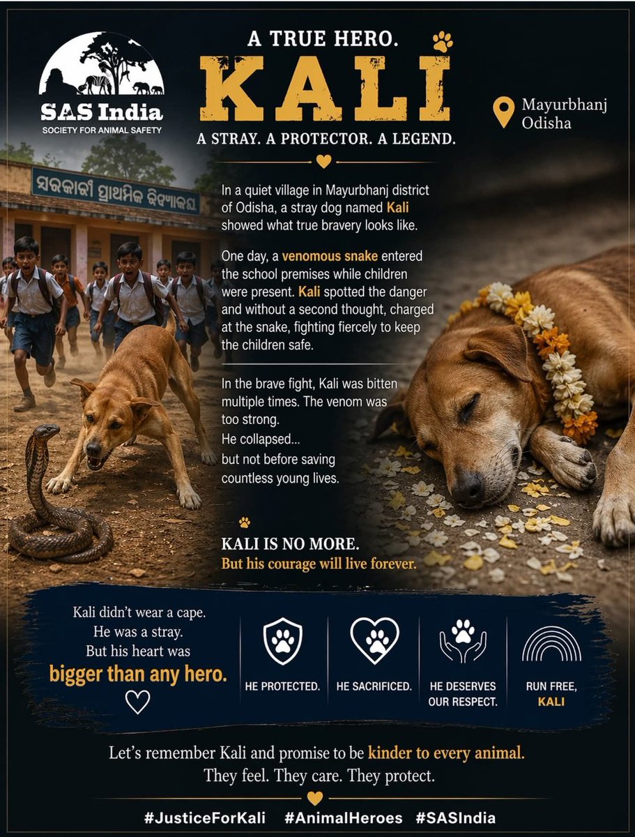jeevansharya's tweet photo. @ANI She had no reason to stay…
no one asked her to fight…
yet Kali stood alone against death to protect 30 children.
She won their lives, and lost her own.
Some sacrifices are too pure for words. 🐾💔
#KaliTheHero #GoneButNeverForgotten #AnimalHeroes #RespectStrayDogs https://t.co/lLEImiX2Ek