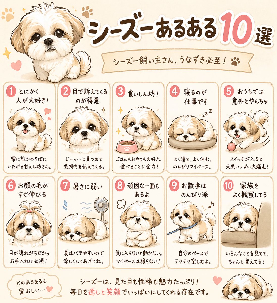シーズーはに丸🐶💕 tweet media