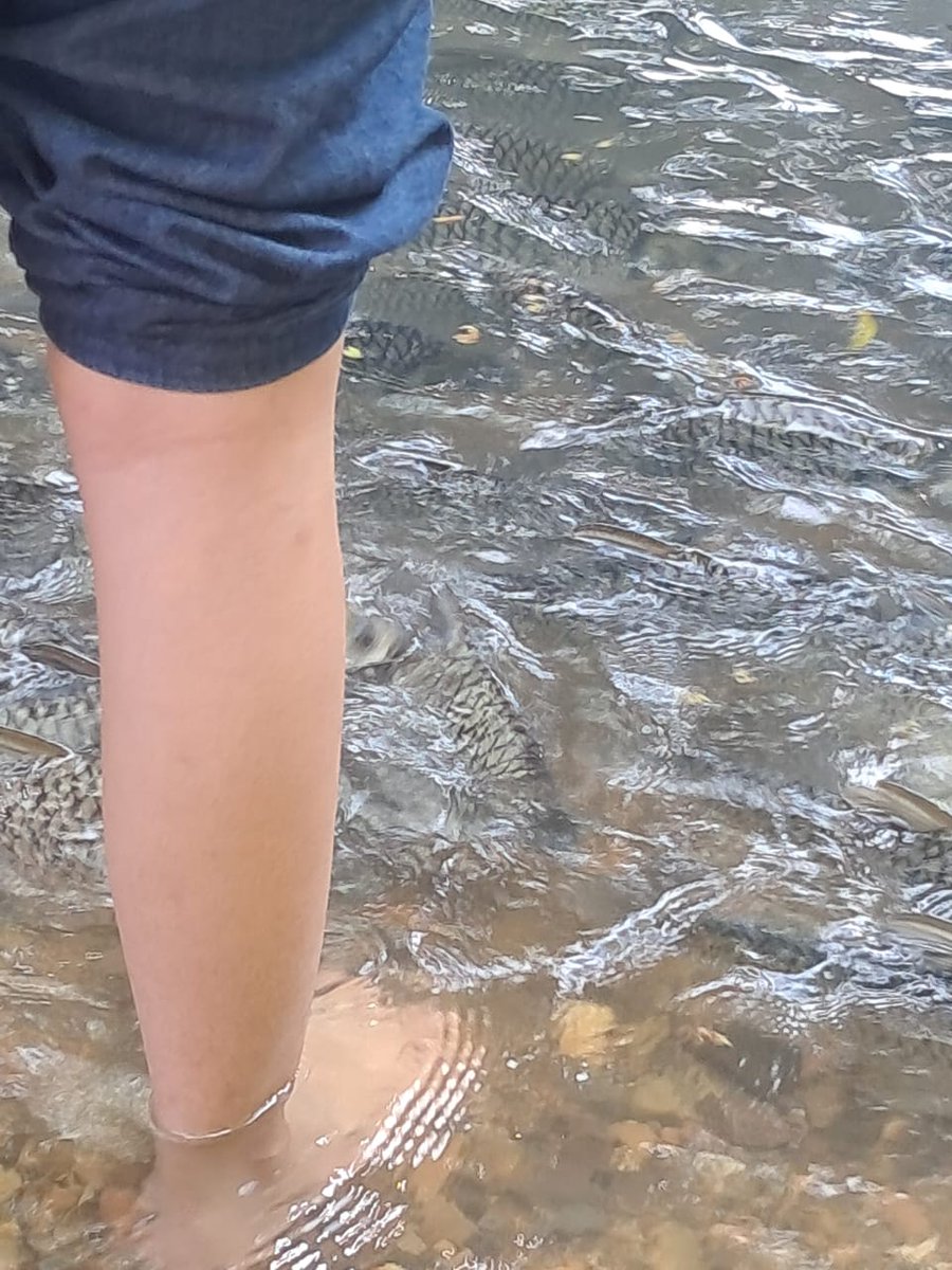 hellosnoopy tweet media