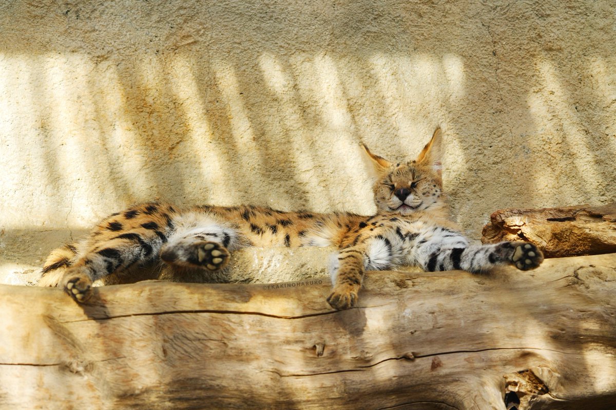 えかきのはるこ tweet media