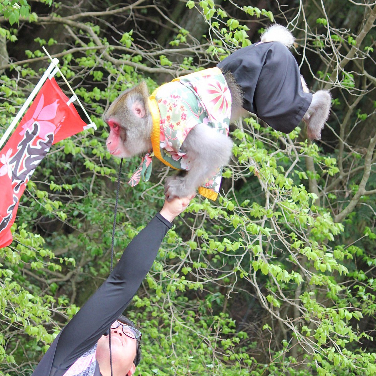 猿ざんまい🧡（えん太🐵&amp;平山慶👨）"三田花のじゅうたん"での公演を見てきました。今日は、劇場とは違う えん太🐵君が見れたり、平山トレーナー❣️といろいろ話が出来て、とても楽しかったです‼️写真と動画は、YouTube他で後日公開予定‼️ ＃monkey ＃猿まわし ＃猿回し
