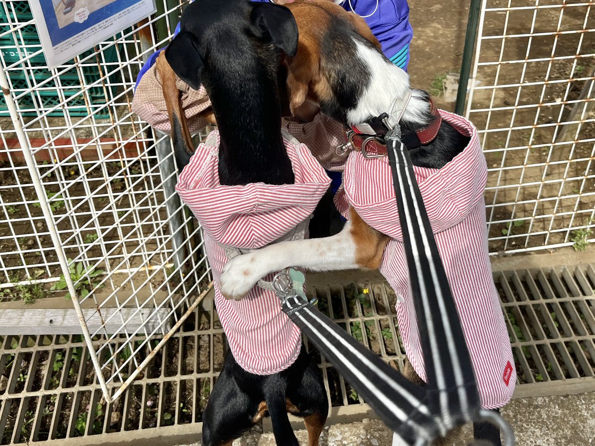 fukayaqui's tweet photo. My thoughtful dog daughter ❤️❤️❤️
I cherish this moment 🫶
#nationalbeagleday #beaglelove #sisfurs #lifewithdogs https://t.co/A1cQkuu92J