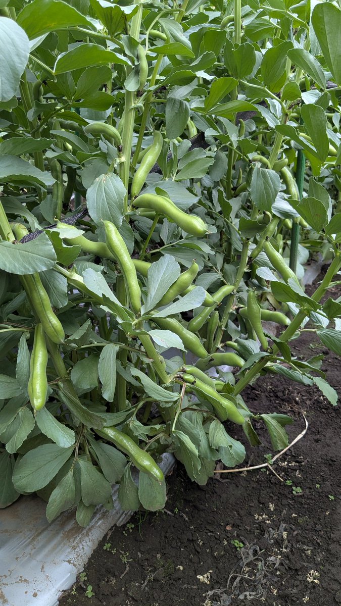 調布ベジトラスト（Farmer’s shop） tweet media