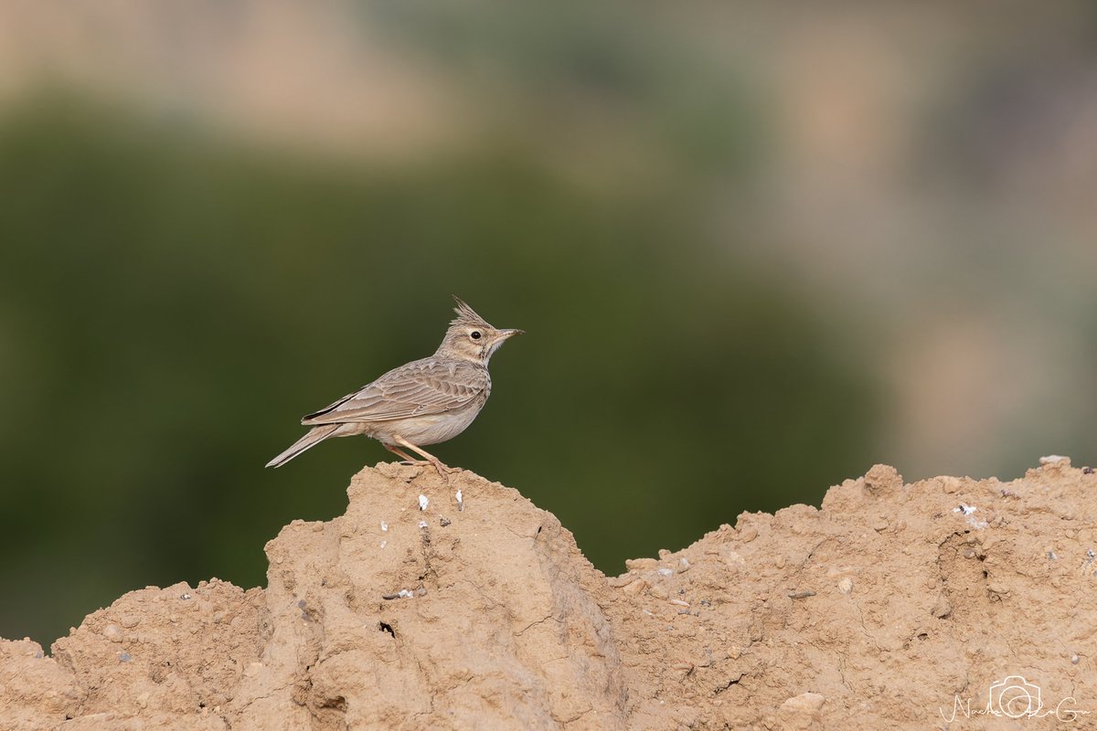 Nacho_RoGu tweet media