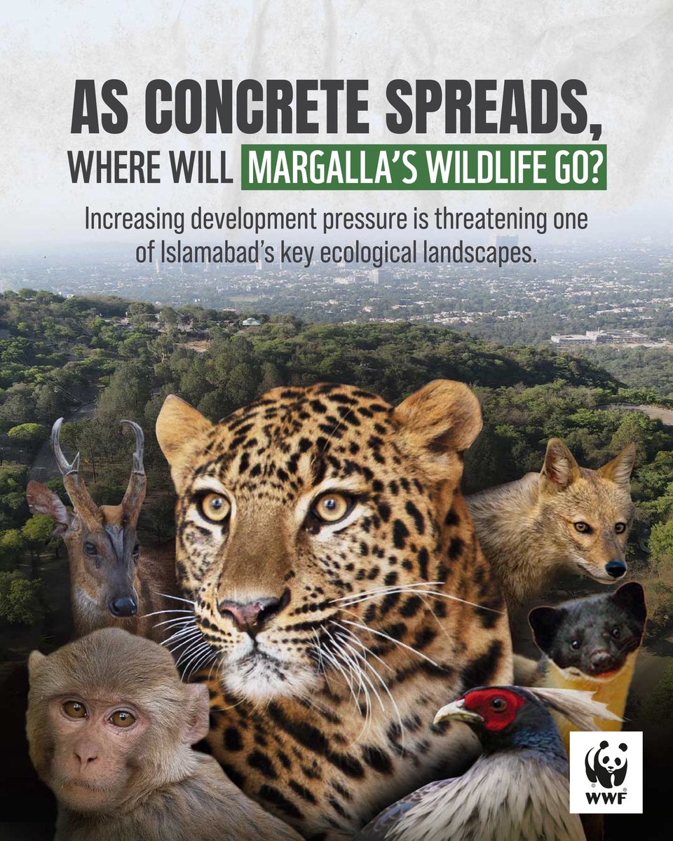 WWF-Pakistan expresses serious concern regarding ongoing and proposed development activities in areas adjoining Margalla Hills National Park, particularly within ecologically sensitive foothill zones. 

These activities raise significant risks for one of Islamabad’s most