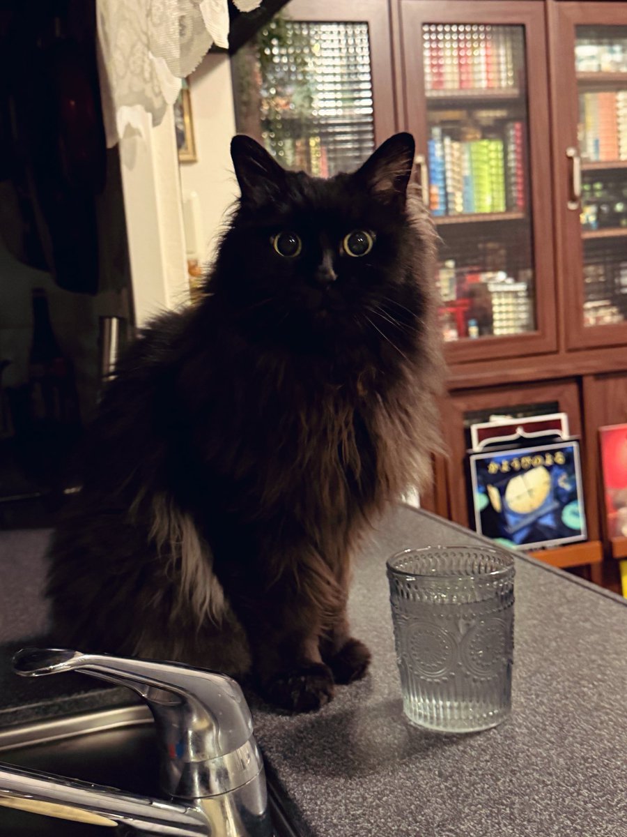 今晩からはよんちゃんタイムだよ、おりこうにしてたね。1番おりこう。