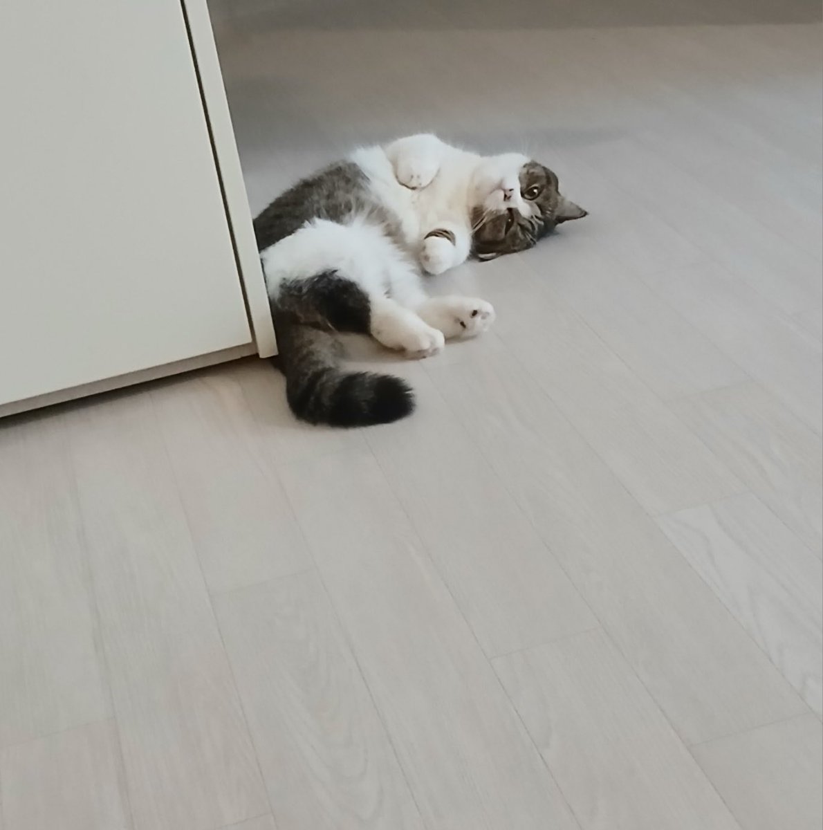 rylouette's tweet image. 260424 🐘💬 15:54 KST

🐘 : (pic)
🐘 : Hunter the goat

#LOUIS #루이