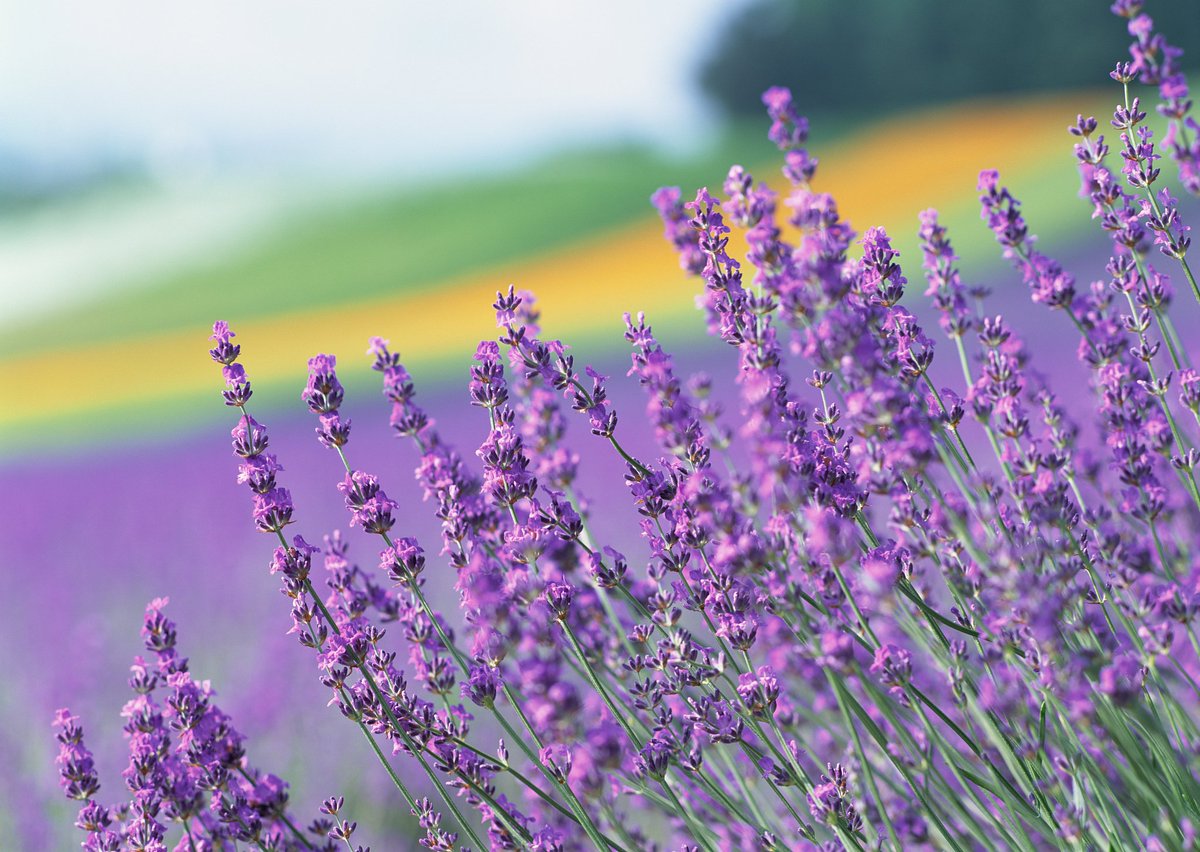 cocoivanna's tweet image. Baked fresh lavender shortbread this morning—crumbly, floral, and perfect with a morning tea!  #HomeBakingJoy #BakingTherapy