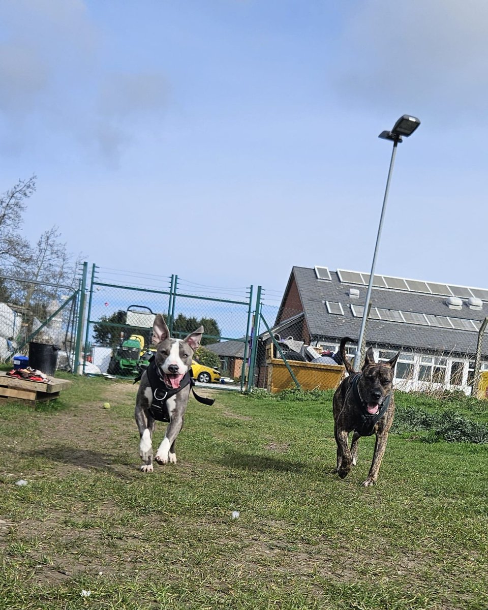 DT_Leeds's tweet image. #FriendshipFriday fun with these golden moments of our rescue dogs making friends here at the centre. 🥰

Looking to adopt a #RescueDog here in Leeds? 
F️ind out how 👉 bit.ly/DTLEEDS

#FridayFeeling #RescueDogs #Leeds #AdoptDontShop @DogsTrust