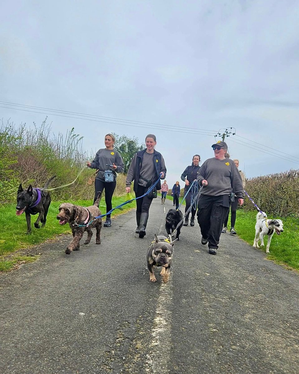 DT_Leeds's tweet image. #FriendshipFriday fun with these golden moments of our rescue dogs making friends here at the centre. 🥰

Looking to adopt a #RescueDog here in Leeds? 
F️ind out how 👉 bit.ly/DTLEEDS

#FridayFeeling #RescueDogs #Leeds #AdoptDontShop @DogsTrust