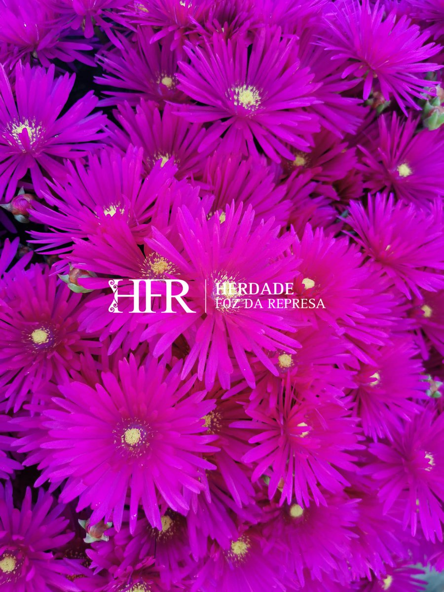 HerdadeFozdaRep's tweet image. Explore the vibrant Luxury of our Herdade 

HerdadeFozDaRepresa.com 

#Luxury #Alentejo