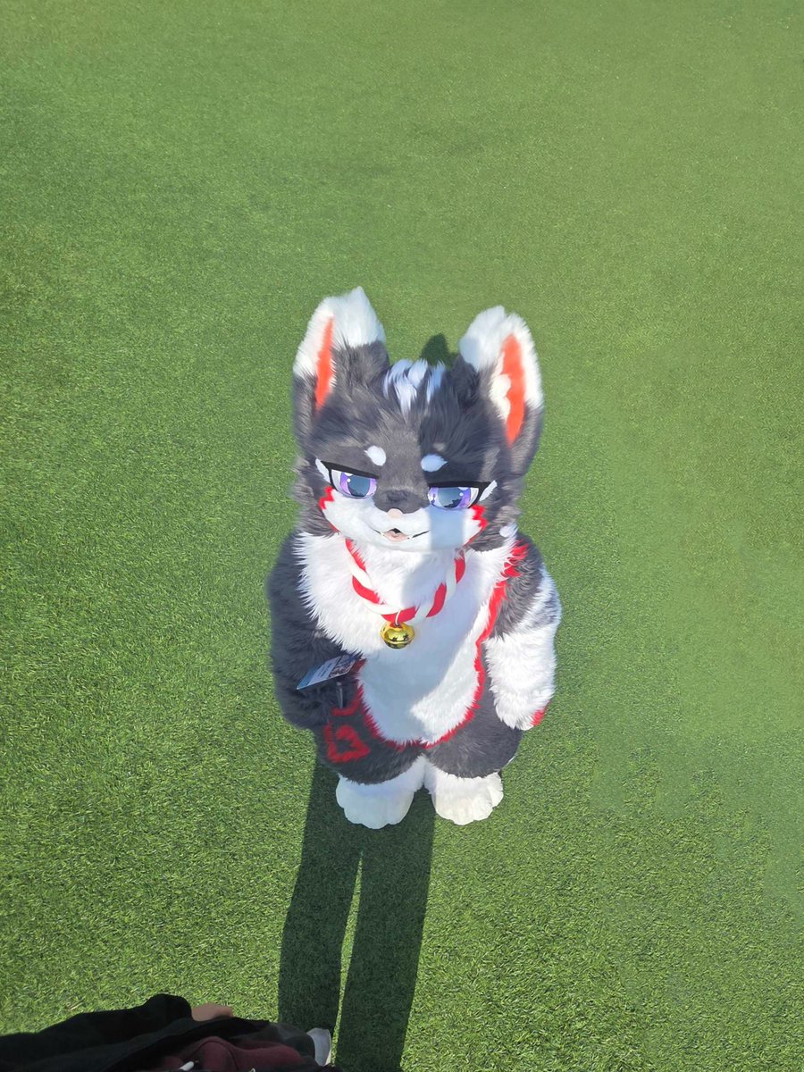 치비 / Chibi ≽^•⩊•^≼ tweet media