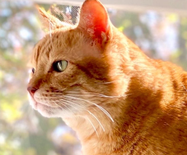 ソレイユ tweet media