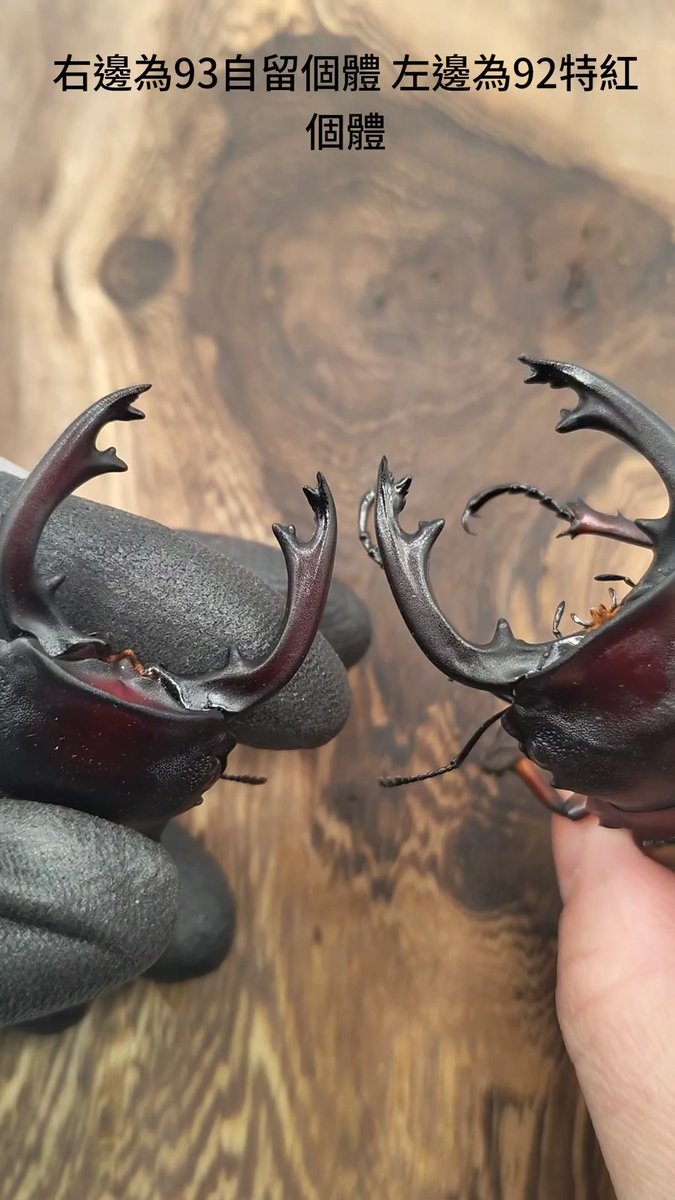 フェモラリス
​92mm赤い顎。特徴が安定してくれば、いよいよ系統として本格始動できそうです。
​図2: 通常個体との比較画像
図3:メス親の同腹個体
図4:図3の次世代メス(後代)の表現
​少しずつですが、理想の色と形に近づいています。次世代への期待が膨らみますね。https://t.co/RlcoOzFkMP 