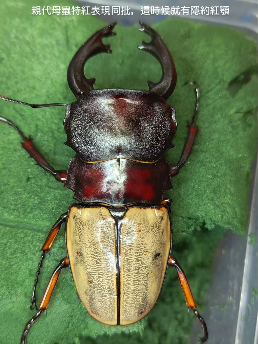 フェモラリス
​92mm赤い顎。特徴が安定してくれば、いよいよ系統として本格始動できそうです。
​図2: 通常個体との比較画像
図3:メス親の同腹個体
図4:図3の次世代メス(後代)の表現
​少しずつですが、理想の色と形に近づいています。次世代への期待が膨らみますね。https://t.co/RlcoOzFkMP 