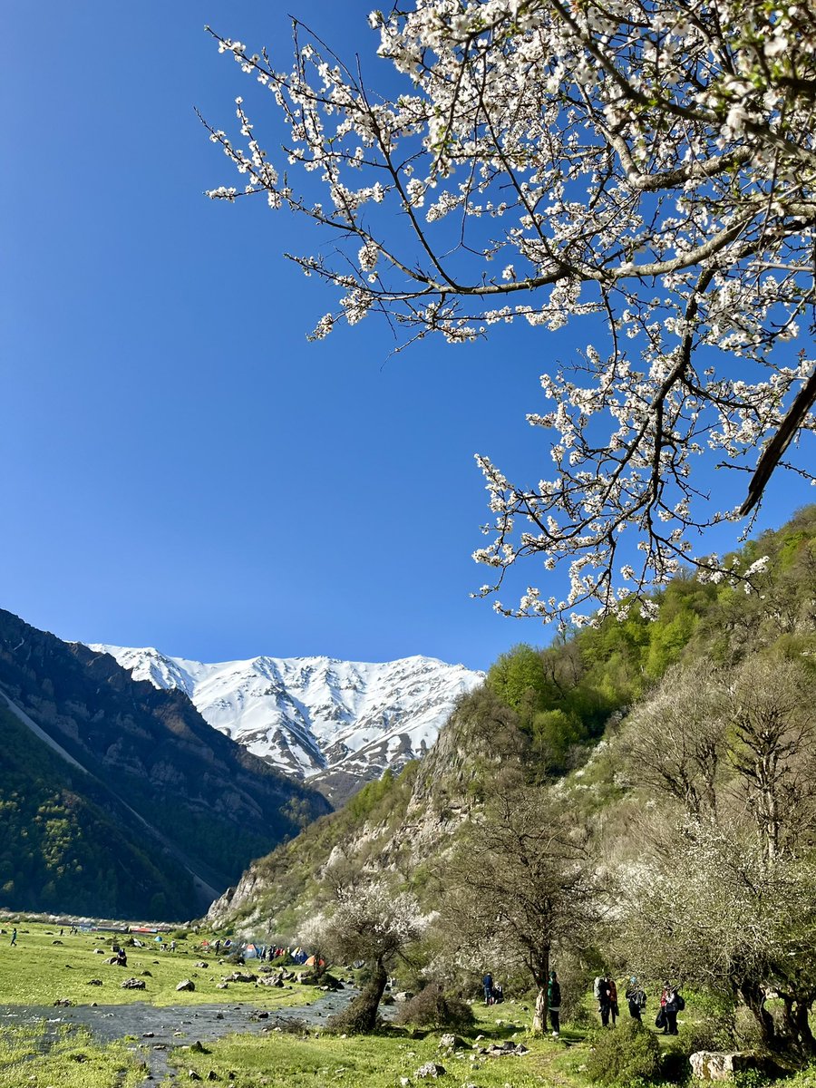 لے لے بلوم tweet media