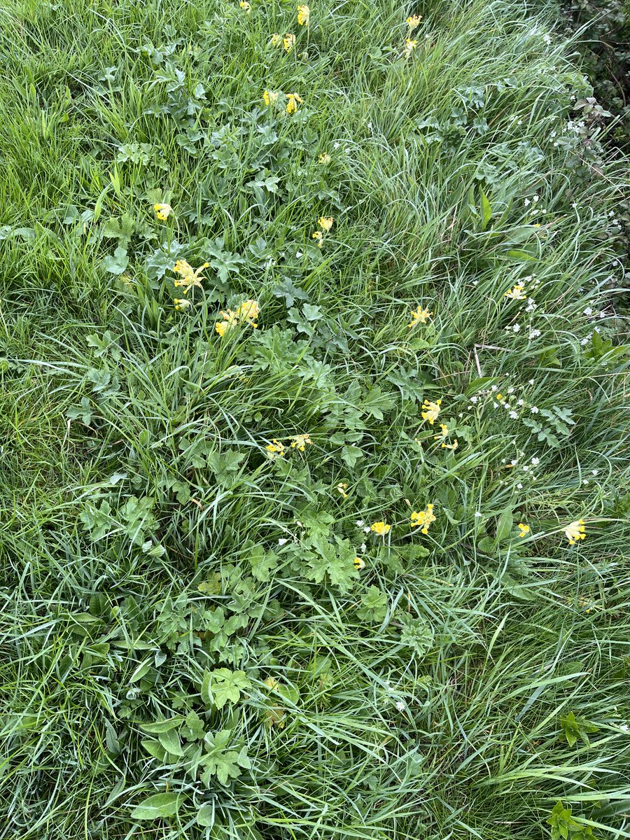 cutlerstom's tweet image. Arable field margins starting to come alive. Cowslips and stitchwort doing the heavy lifting at the moment #pollinators