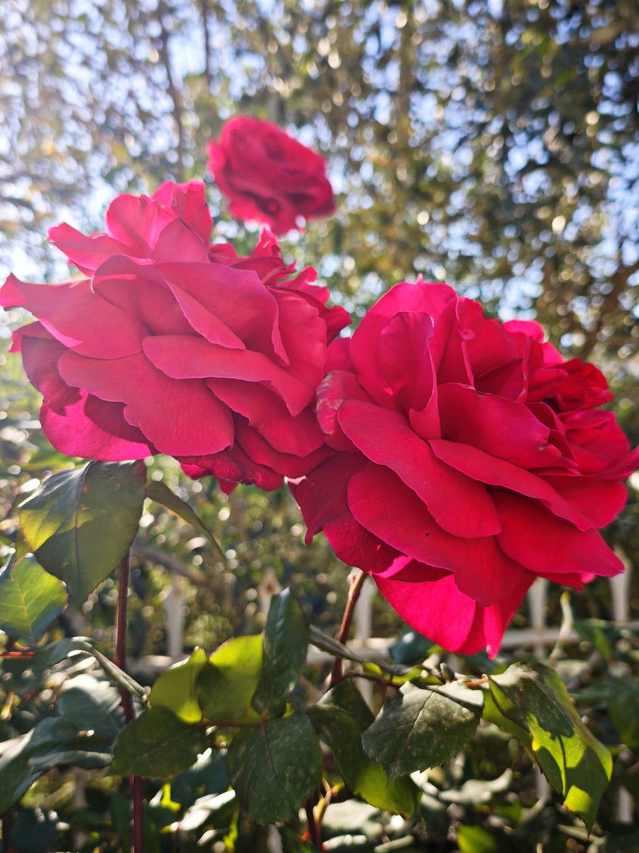 Κιμπάρης tweet media