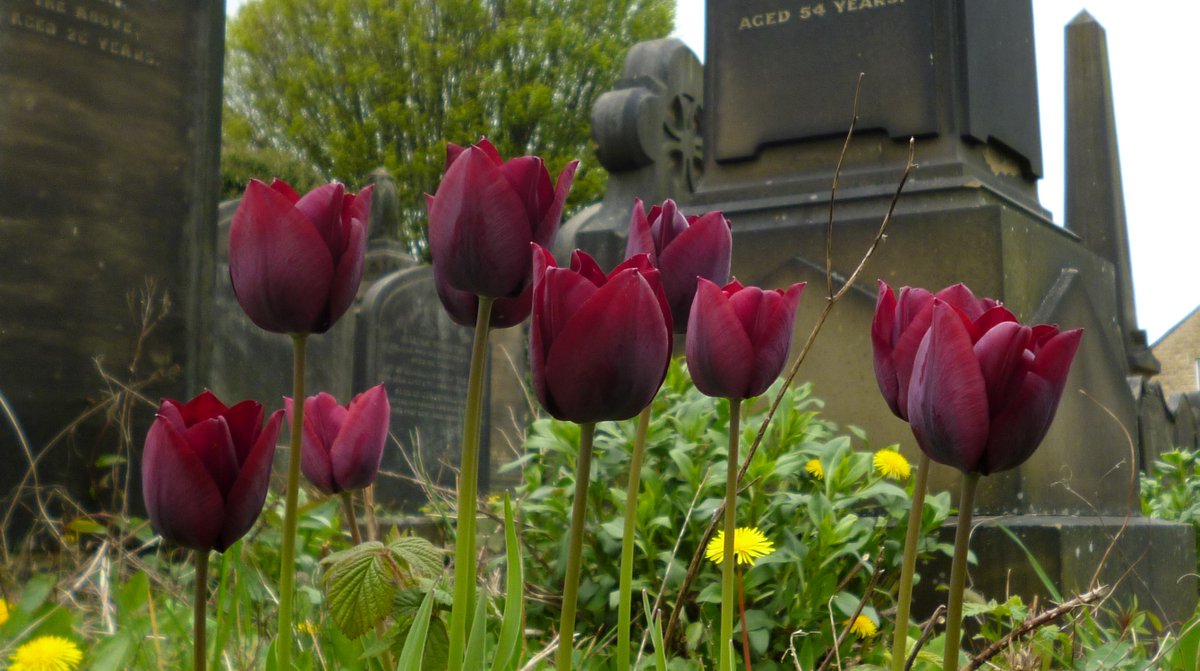 Friends of Lister Lane Cemetery (KAVS) tweet media