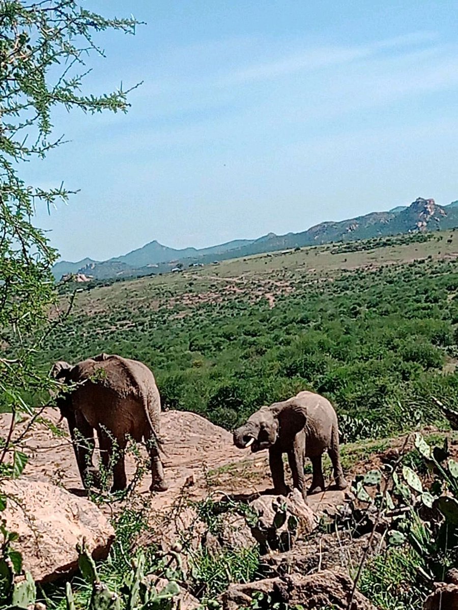 NaretoTeam's tweet image. Witness the beauty of the African wilderness - a gentle giant roaming free. 🐘🌍 Communities coexisting with these majestic beings is at the heart of conservation efforts. Let’s ensure their freedom for generations to come. #SaveWildlife #ConservationMatters #ProtectNature