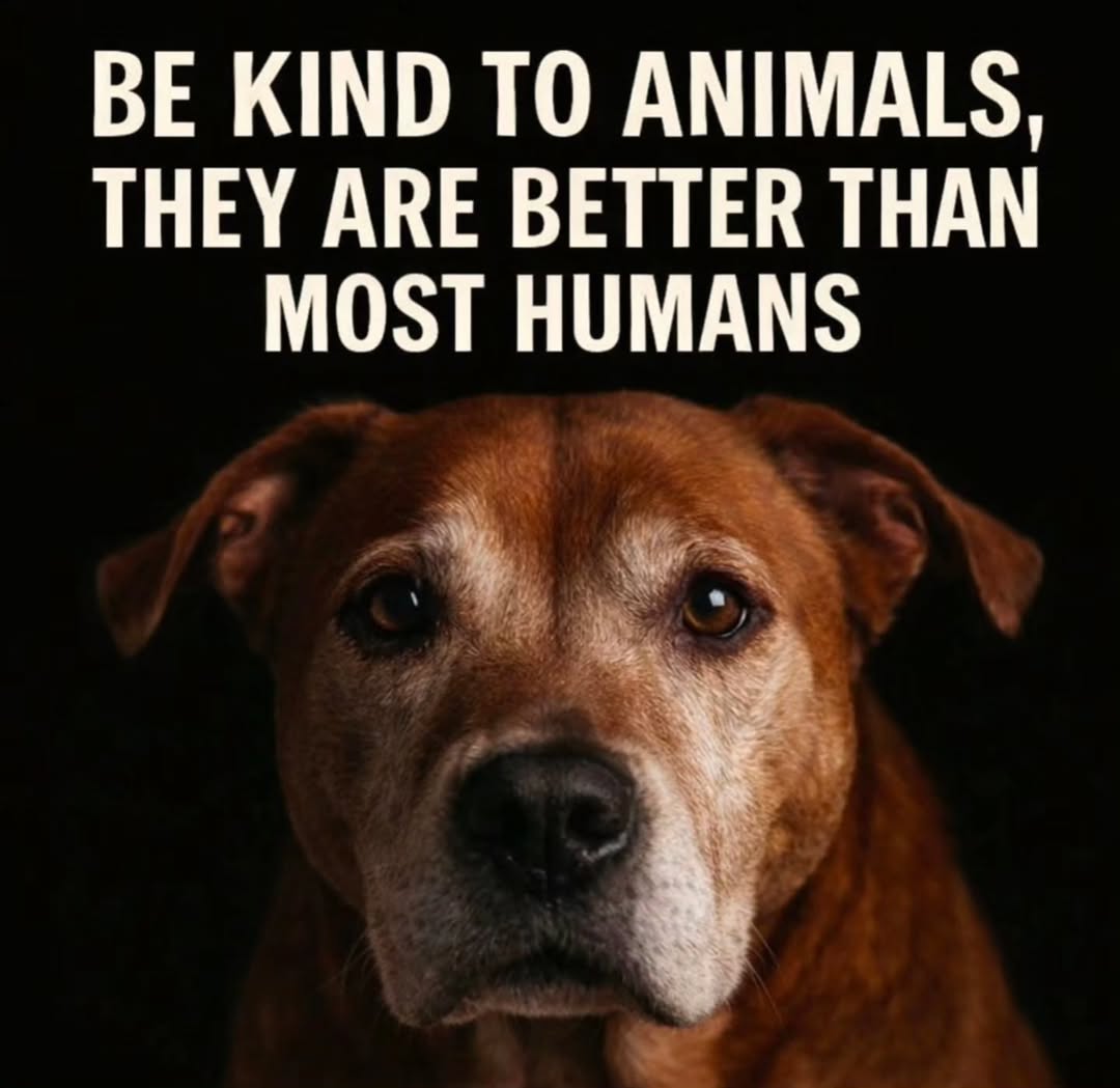 Doggy Mix Daily tweet media