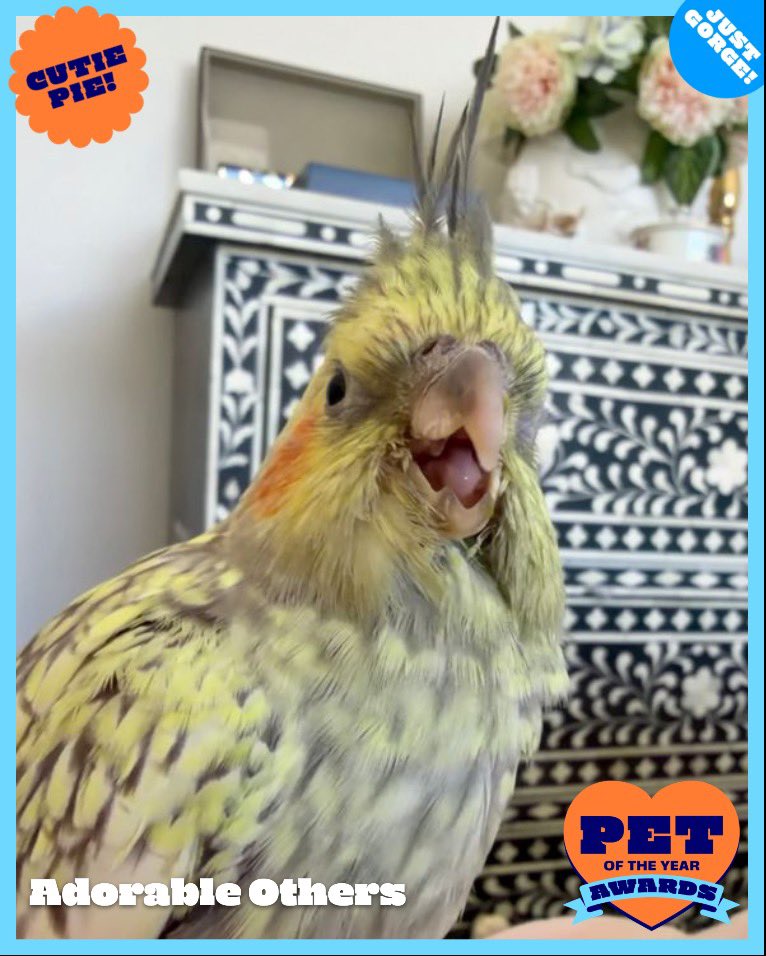 Laurakeet's tweet photo. Please vote for my lady Queak for the RSPCA pet of the year award! 
Your donations will go towards helping homeless animals in need! 🩷

https://t.co/5cAFWQHmDg https://t.co/bOBhCefxIJ