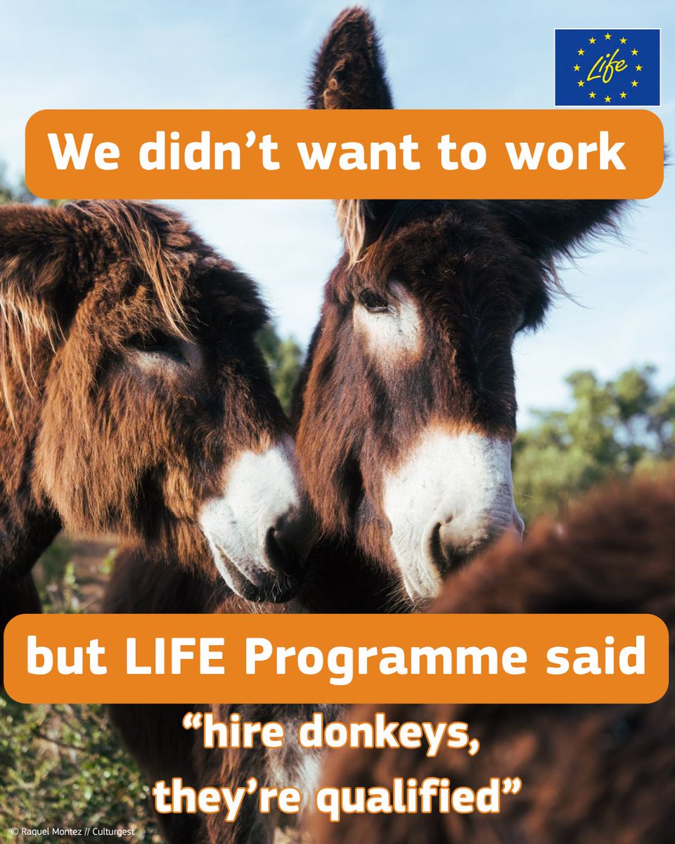 LIFEprogramme's tweet image. #ClimateAction, but make it stubborn! 🫏 

#LIFEProject ResLand, got donkeys to help reduce wildfire risk simply by grazing vegetation 🌿🔥 

Nature-based solutions at their finest. 

Learn more: 
liferesland.com