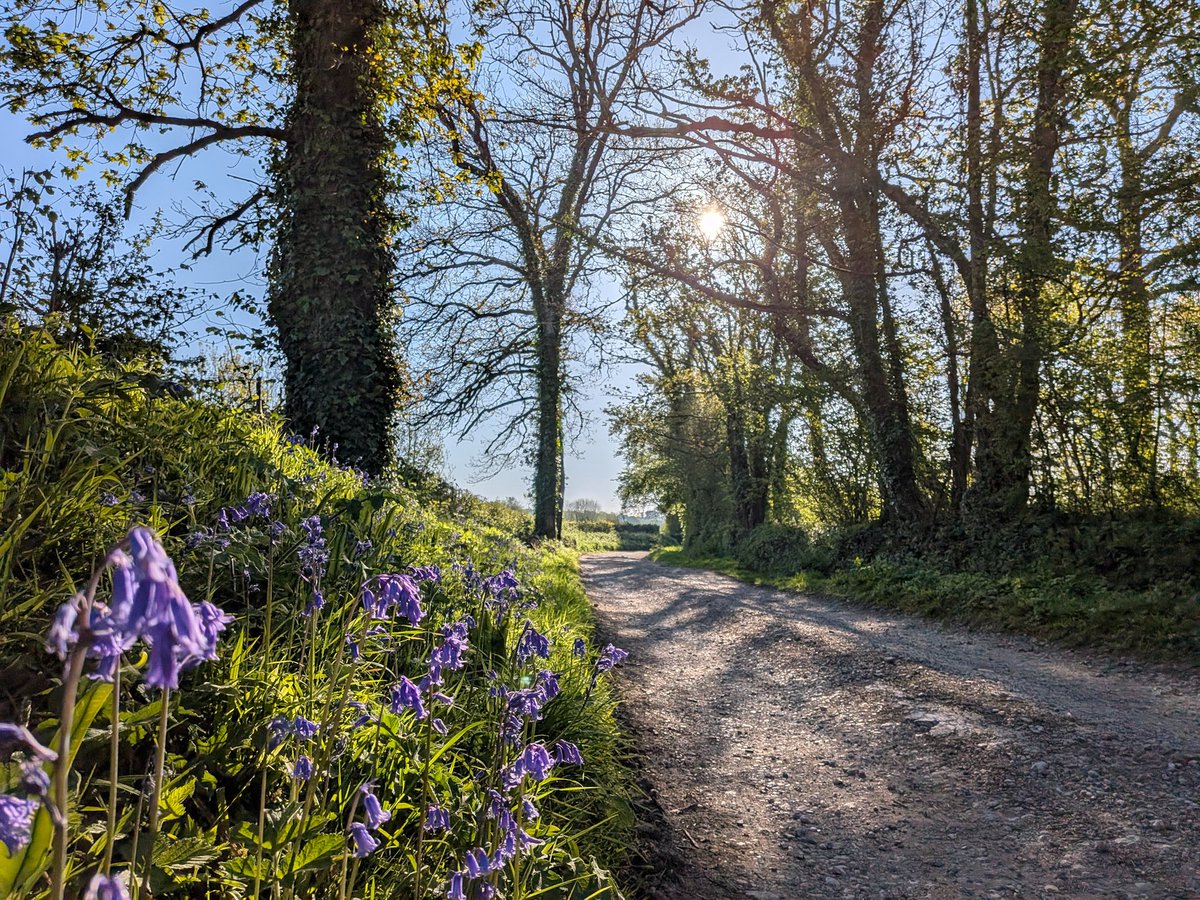 glynn_adams's tweet image. 20.6c max temp at Yeovilton here in #somerset yesterday.
Gorgeous sunny weather again this morning ☀️👌