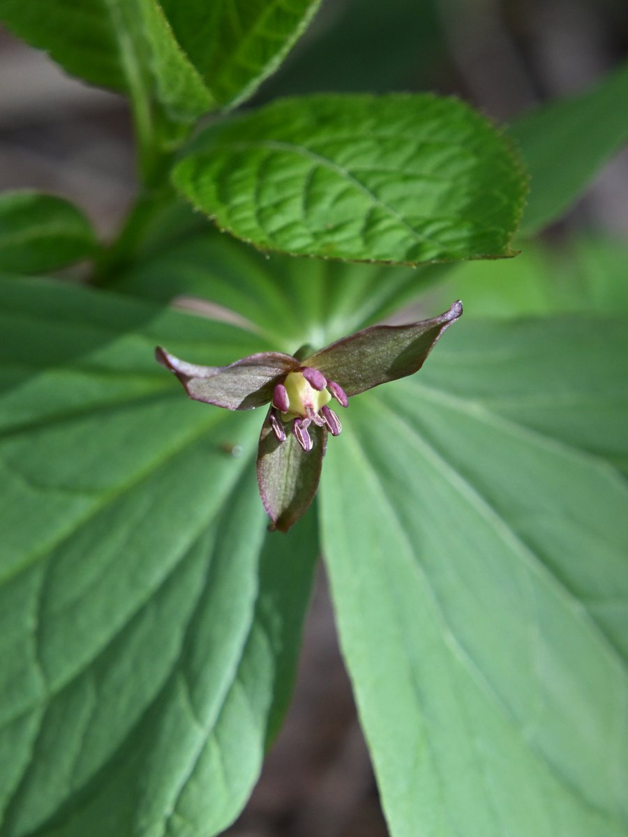 白山白川郷ホワイトロード【公式】 tweet media