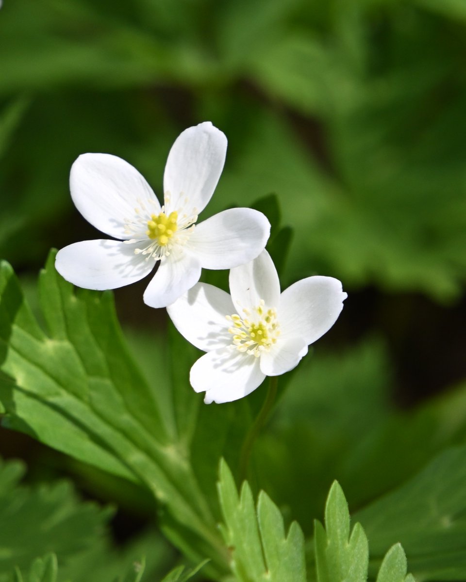 白山白川郷ホワイトロード【公式】 tweet media