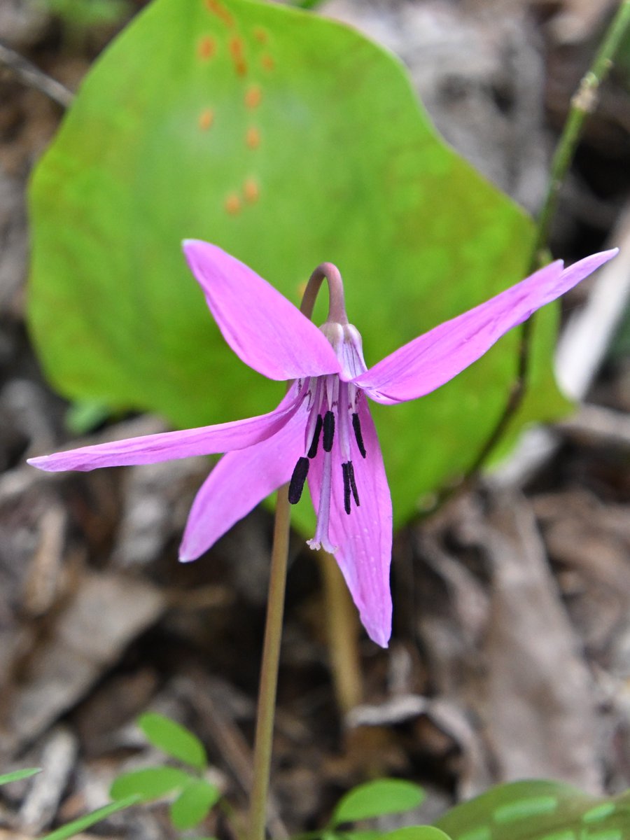 白山白川郷ホワイトロード【公式】 tweet media