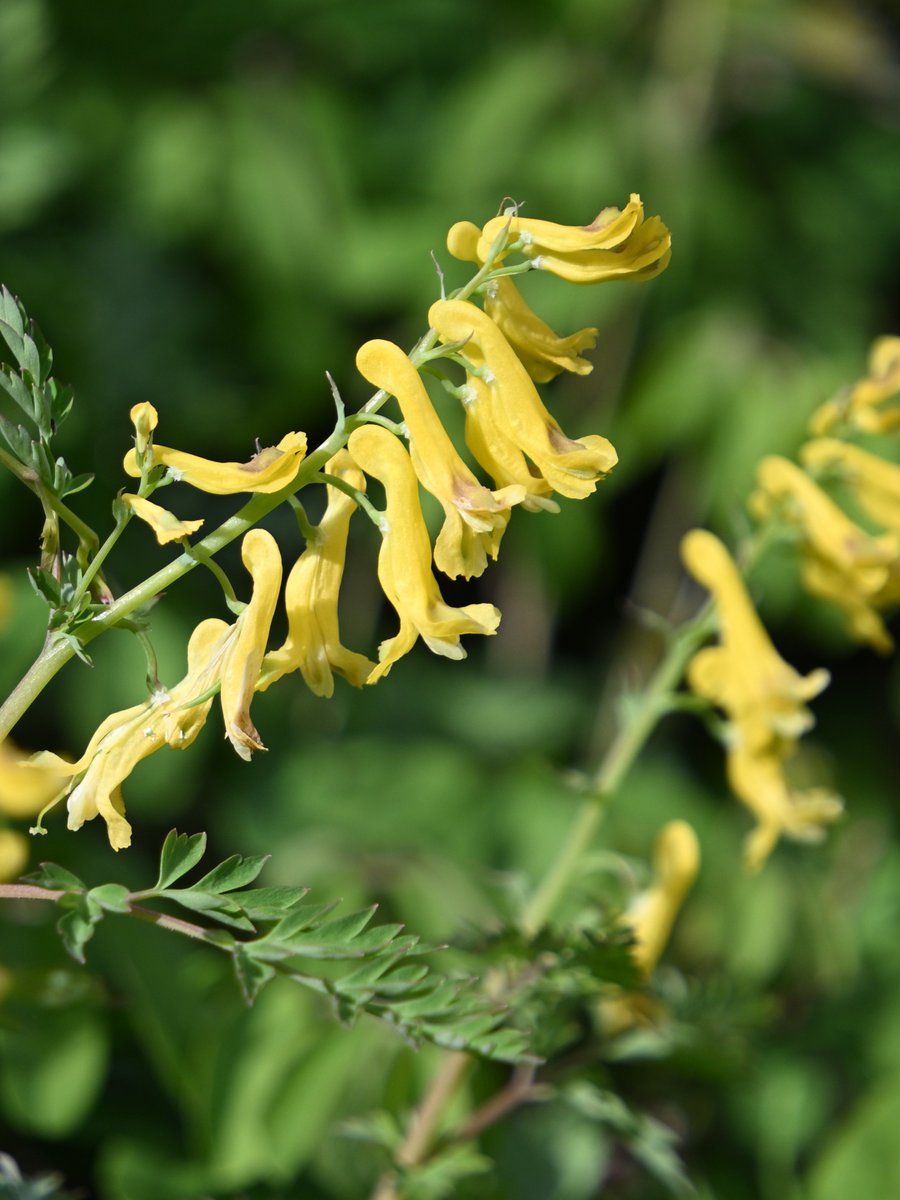 白山白川郷ホワイトロード【公式】 tweet media