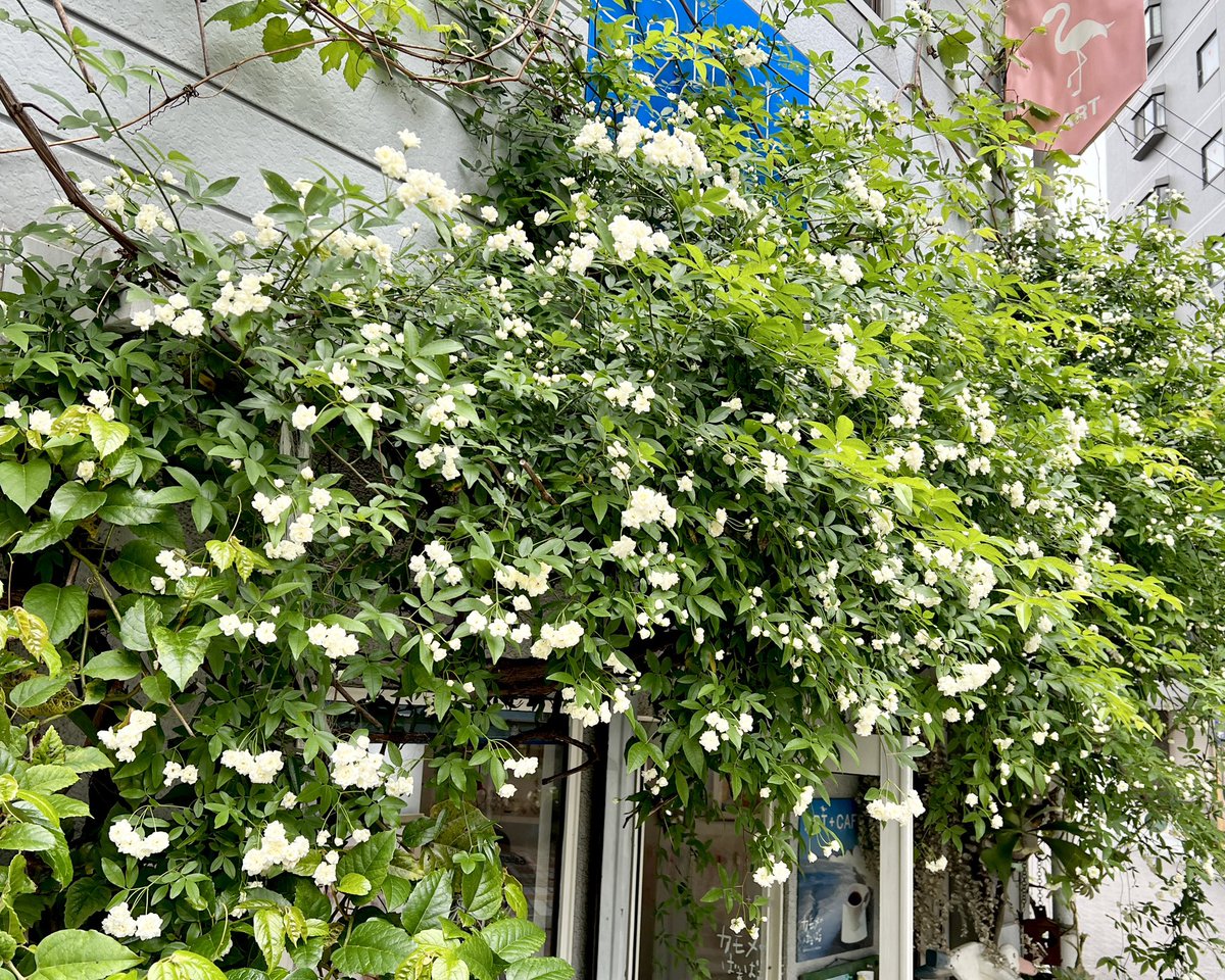 有野 だもの tweet media