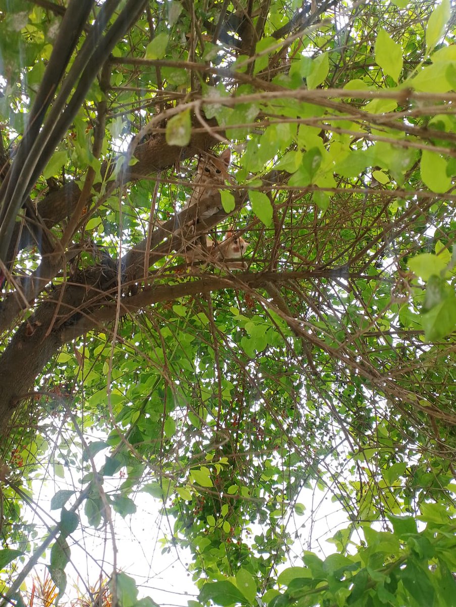 SajidChoudhury1's tweet image. Kitten 😸 
#nationwithcapfbill2026 
#wild