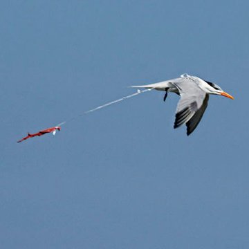 Green Planet tweet media