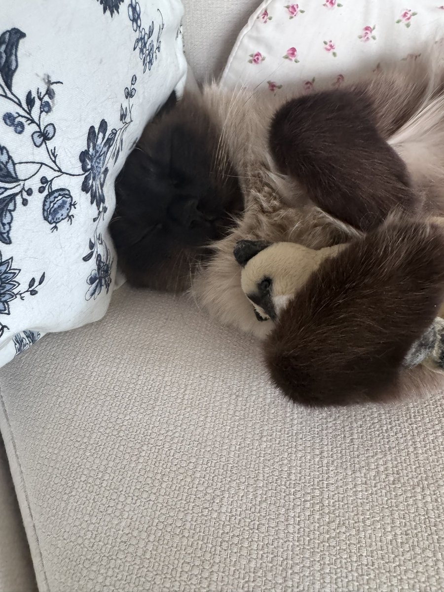 Frau von Flausch 6.0🫶🏻 tweet media