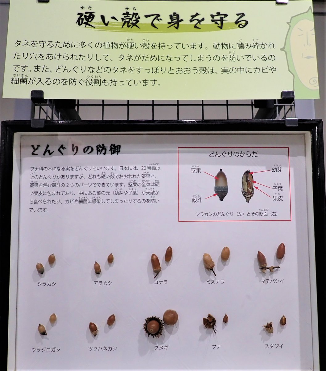 植物たちの生き残り術③】 ～硬い殻で身を守る～ 私たちに身近な