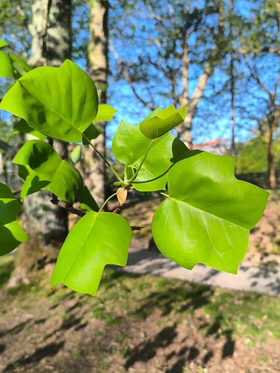 Compostela Verde 🌿 tweet media