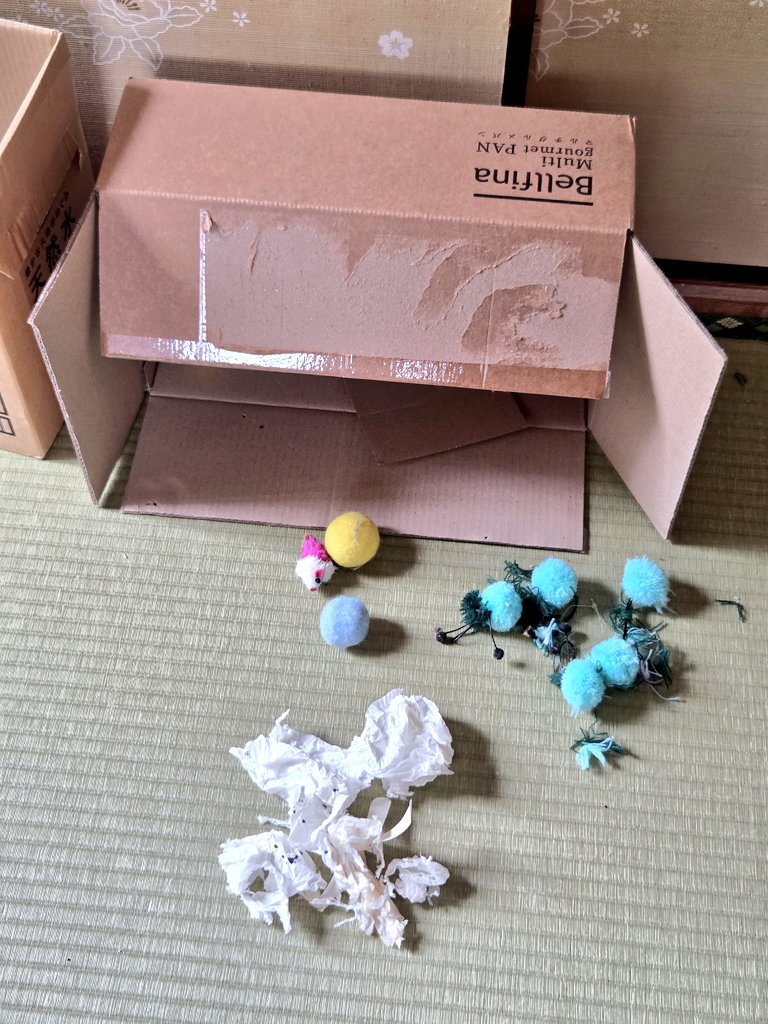 しょーこ🐱 tweet media