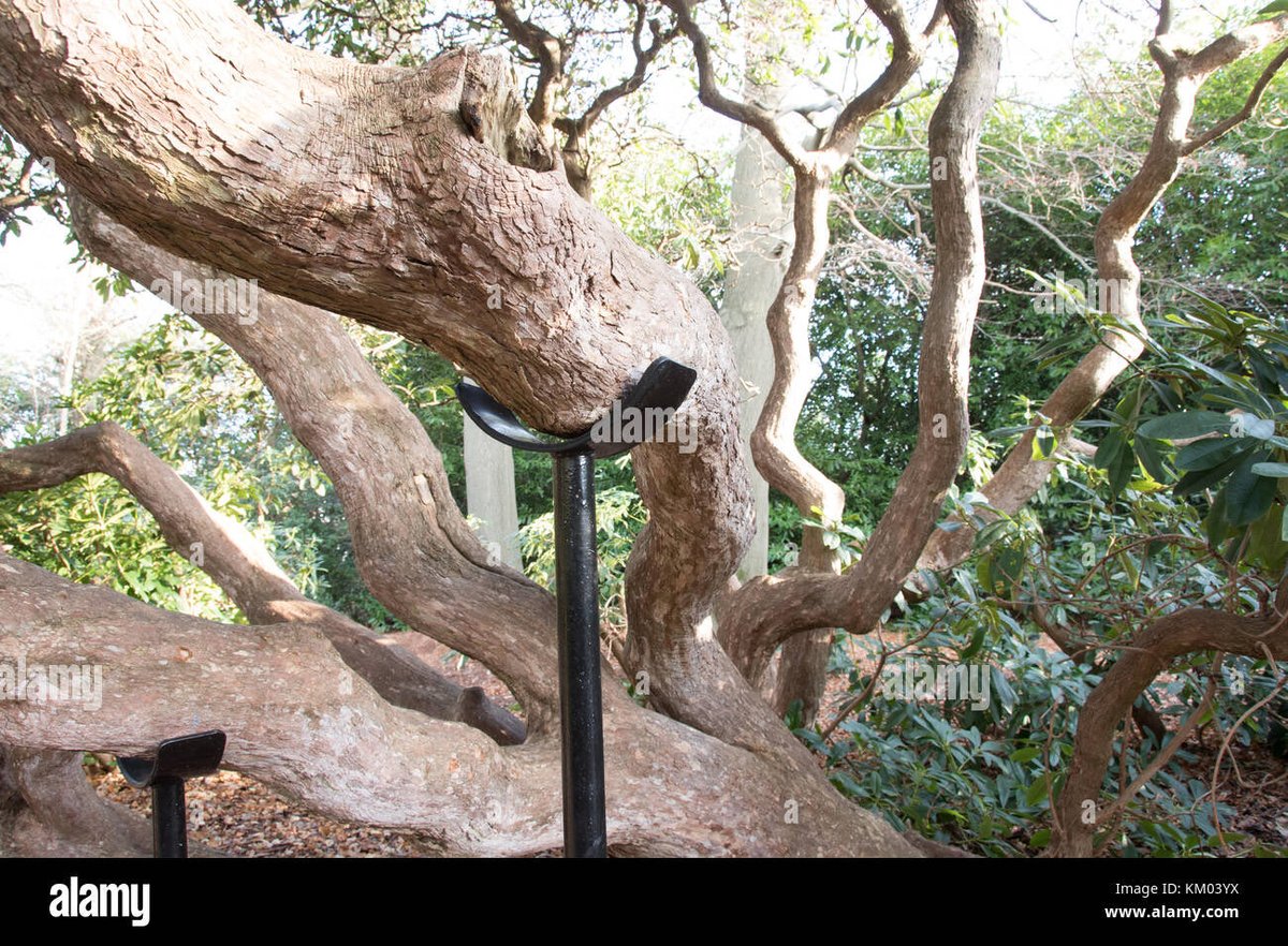Metroidvanius's tweet photo. @HkonMk I think the top is shaped like that as it’s likely meant to be a tree-limb support/brace. It’s perhaps where a limb of the Scadutree is bending closest to the ground, which is why the sap is also collected there in the Scadutree Chalice underneath. https://t.co/5kuALOMyIt
