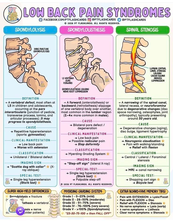 Low Back Pain Syndromes .