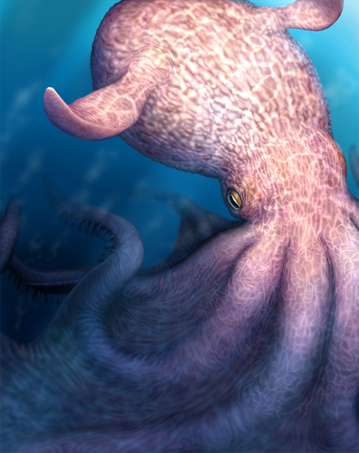 manuelacasasoli's tweet image. "The Kraken, the giant cephalopod of legend, was feared by sailors for centuries."

A new study shows "that powerful jaws, and the loss of superficial skeletons, convergently transformed cephalopods and marine vertebrates into huge, intelligent predators".

#Science #Evolution