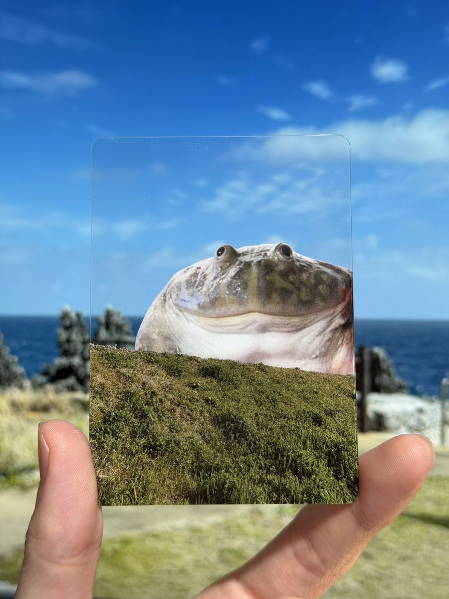 でっかいカエル tweet media