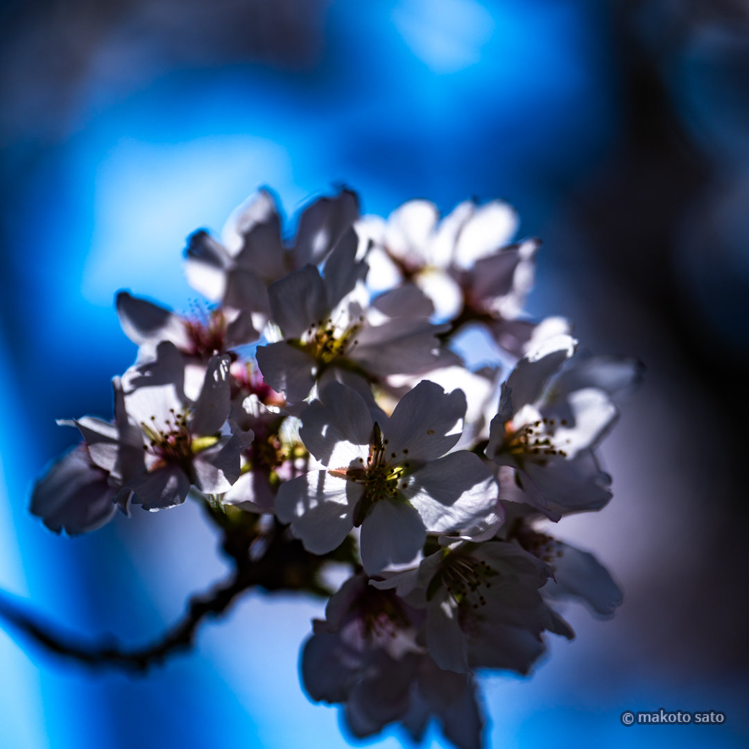 makotosatojp's tweet image. 蒼陰
#photo #photography #ファインダー越しの私の世界 #写真好きな人と繋がりたい #桜