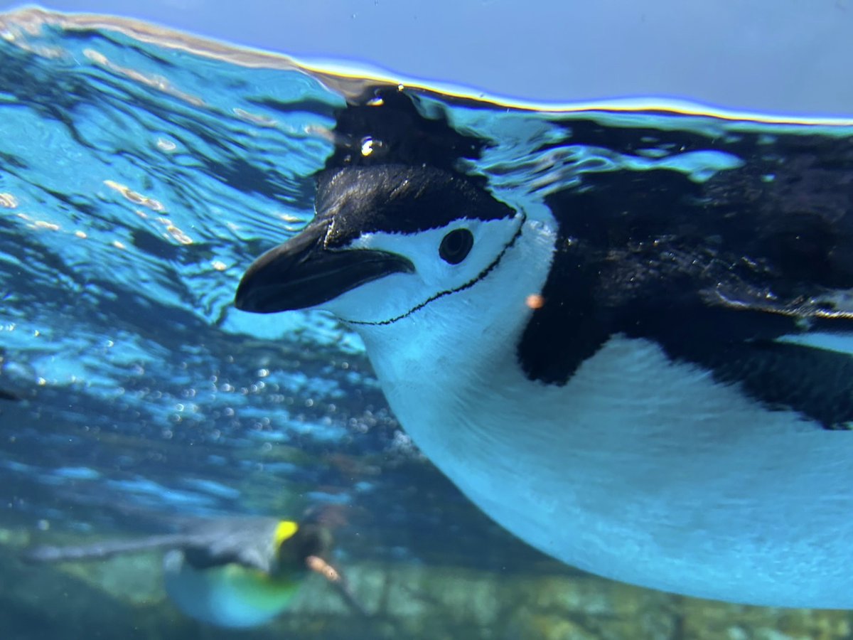 横浜・八景島シーパラダイス公式 tweet media