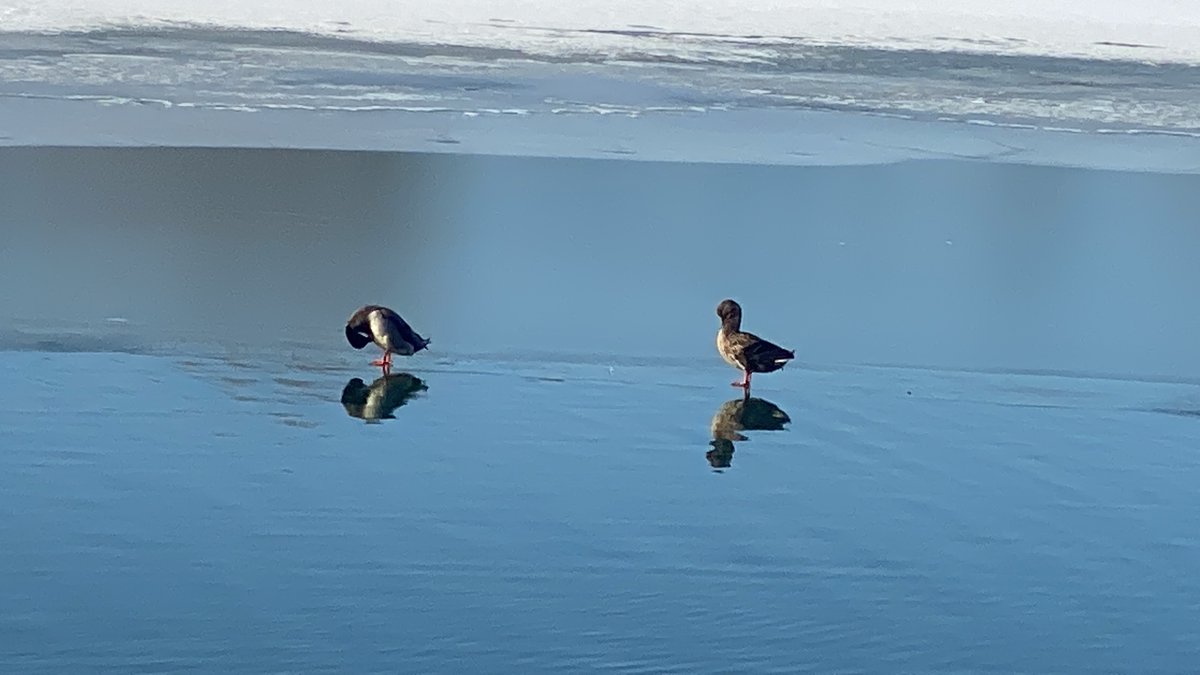 Manny Guab tweet media