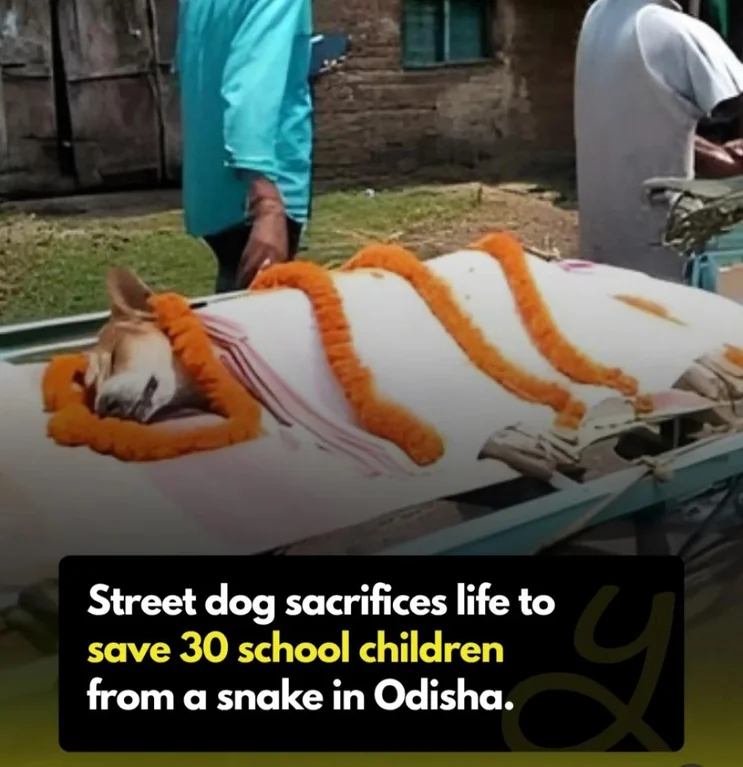 Rainmaker1973's tweet photo. Meet Kali: the guardian stray dog who died battling a venomous cobra to protect over 30 kindergarten children in Odisha, India. 

Villagers said Kali fought bravely, refusing to back down even as the snake struck her repeatedly. https://t.co/dR7dgwyG0Q