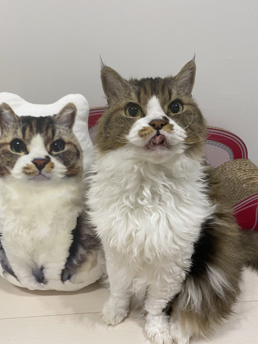 キャットアパートメントコーヒー tweet media