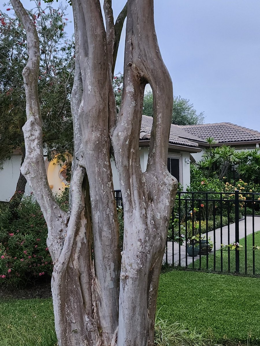 Prodigios de la naturaleza. Tronco q se divide y vuelve a unirse. Arbol ventana?