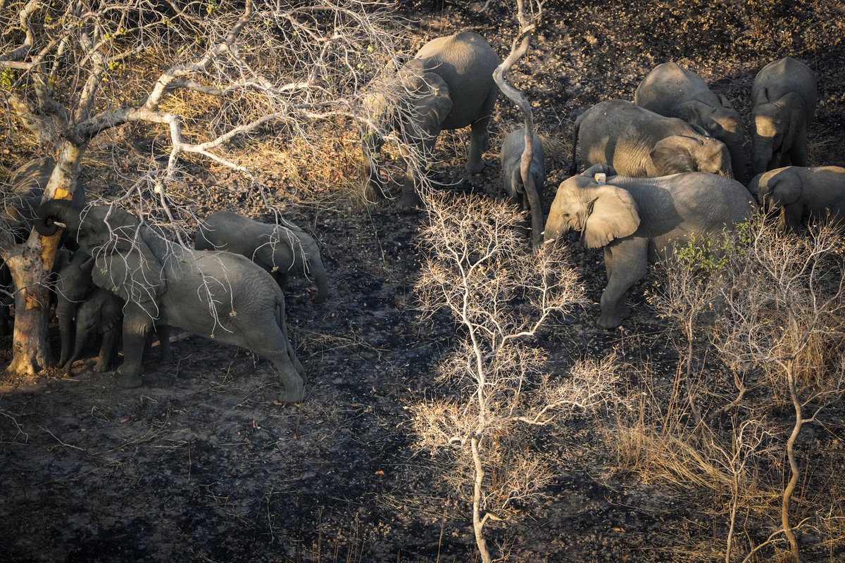 ElephantCrisis's tweet photo. The best kind of Friday update!

Our partners, @NoeBiodiversite, at Zah Soo National Park in Chad, just sent word - baby elephants are arriving and multiple births confirmed.  Little ears, little trunks, little wrinkled miracles finding their feet.

📸 Martin Reilhac for Noé https://t.co/IXcDTMAJ8G